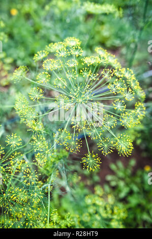 Schönen radialen Speichen von Blumen an der Dill Anlage verschraubt ist oder aus der Art geschlagen. Stockfoto