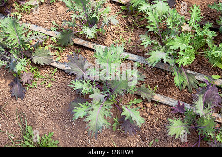 Lila Grünkohl Pflanzen in Zeilen, die im Garten wachsen. Stockfoto