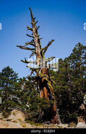 Das ist ein Bild von einer schrägen Baum mit einigen grünen wachsen auf in den Tag und Zeit in der Natur Stockfoto