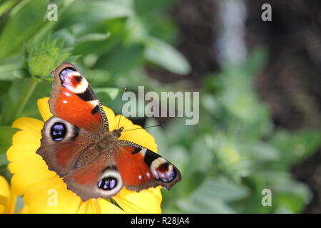 Nymphalis io, der Europäischen Peacock, besser bekannt als das tagpfauenauge, ist ein bunter Schmetterling. Stockfoto