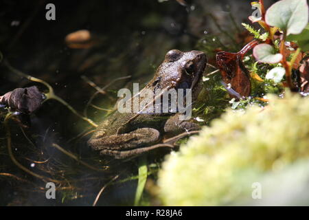 Ein europäischer Teichfrosch in einem kleinen Waldsee umgeben von einer Vielzahl von Wasserpflanzen. Stockfoto