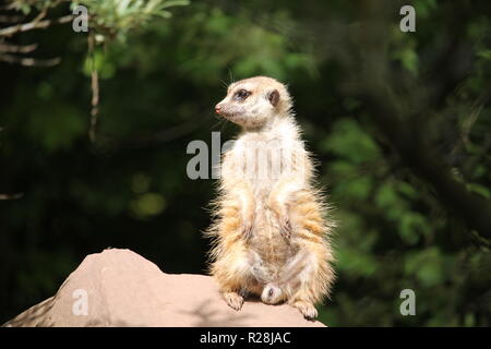 Die Erdmännchen oder Suricate (Suricata Suricatta) ist eine kleine Carnivoran aus der Familie der Mangusten (Herpestidae). Stockfoto