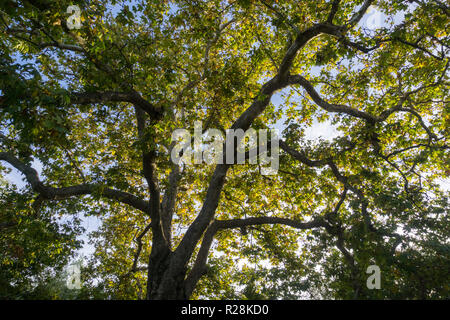 Western Sycamore Zweige und Laub (Platanus racemosa) von unten gesehen, San Francisco Bay, Kalifornien Stockfoto