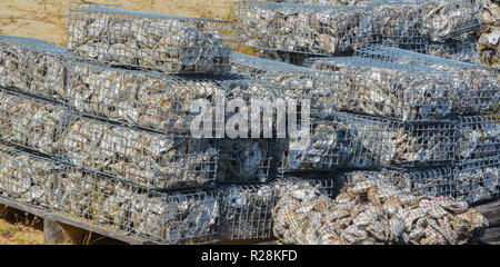 Eastern Oyster recycling Projekt, St Johns County Florida Stockfoto