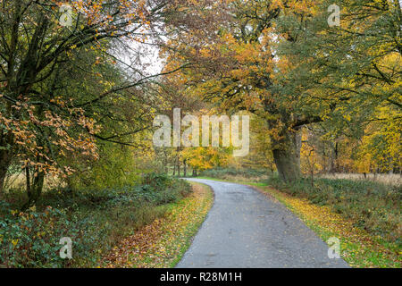 Agus sylvatica. Herbst Buche in Blenheim Park, Woodstock, Oxfordshire, England Stockfoto