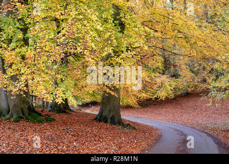 Fagus sylvatica. Herbst Buche in Blenheim Park, Woodstock, Oxfordshire, England Stockfoto