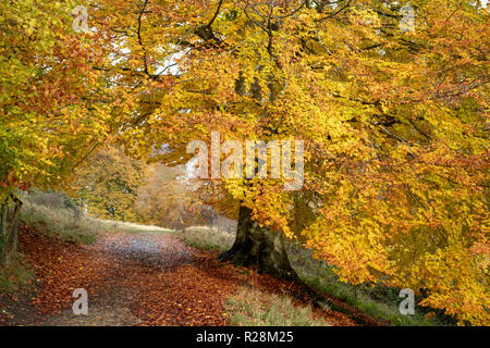 Fagus sylvatica. Herbst Buche in Blenheim Park, Woodstock, Oxfordshire, England Stockfoto