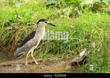 Die schwarz-gekrönter Nachtreiher (Nycticorax nycticorax) ist eine mittelgroße Reiher Stockfoto