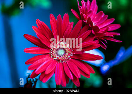 Gerbera jamesonii ist eine Pflanzenart aus der Gattung der blühende Pflanze, die in der Gattung Gerbera. Es ist in Süd Ost Afrika und allgemein als die Barberton bekannt, d Stockfoto