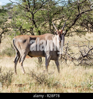 Ein Eland Stier im südlichen afrikanischen Savanne Stockfoto