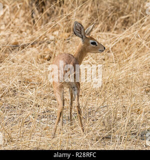 Eine weibliche Steinböckchen Antilope im südlichen afrikanischen Savanne Stockfoto