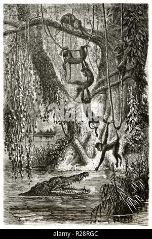 Alte Abbildung: Affen spielen mit Krokodil in Chanthaburi Fluss, Thailand. Durch Bocourt nach Mouhot, Publ. Bei le Tour du Monde, Paris, 1863 Stockfoto