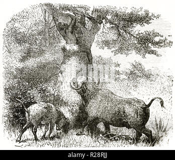 Alte Abbildung der Afrikanischen Eingeborenen kletterte auf einen Baum flüchten von Buffalo. Von unbekannter Autor, Publ. Bei le Tour du Monde, Paris, 1863 Stockfoto