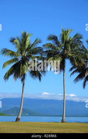 Palmen in Port Douglas, Far North Queensland, Australien Stockfoto