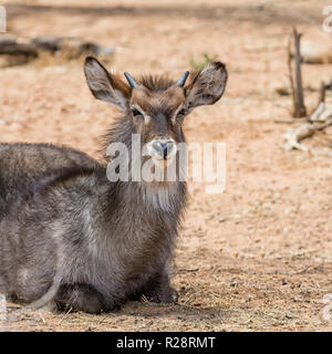 Ein Jugendlicher Wasserbock in der Namibischen Savanne Stockfoto