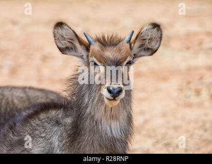Ein Jugendlicher Wasserbock in der Namibischen Savanne Stockfoto