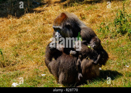 Ein weiblicher Gorilla hält Ihr Baby und Essen Stockfoto