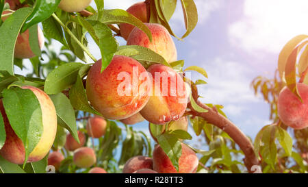 Frische Peach Tree closeup mit Früchten und Blättern in der Sonne. Kopieren Sie Raum, Toning Stockfoto