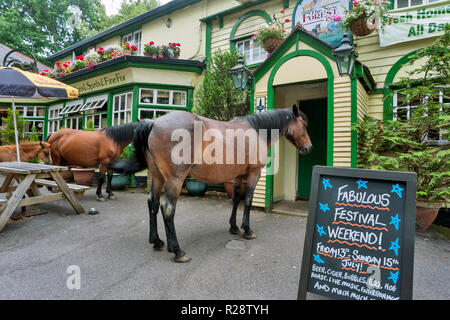 Wild New Forest Ponys und Fohlen außerhalb einer County Inn für einen Drink warten. Stockfoto