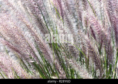 Crimson fountaingrass Pennisetum setaceum invasive Pflanze Stockfoto