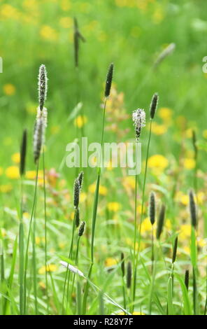 Wiese mit foxtail grass Alopecurus pratensis und buttercup Blumen Stockfoto