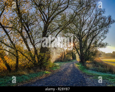 Ein schwarzer Weg, grünes Gras, schwarze Bäume, blauer Himmel und die goldene Sonne durch die Bäume Stockfoto