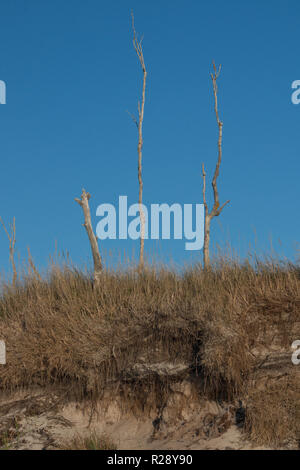 Drei schmalen Baumstämme hinter einer Düne auf der deutschen Ostsee Strand. Stockfoto