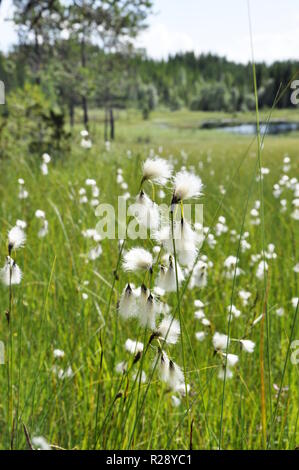 Wollgras Eriophorum wächst in einer Landschaft bog Stockfoto
