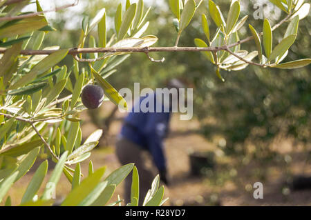 Nahaufnahme von einem Olivenzweig mit Oliven an einem sonnigen Tag. Unscharfer Hintergrund mit einem Landwirt Oliven in Sevilla, Andalusien. Stockfoto