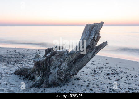 Treibholz an der deutschen Ostseeküste in der Nähe von Prerow. Stockfoto