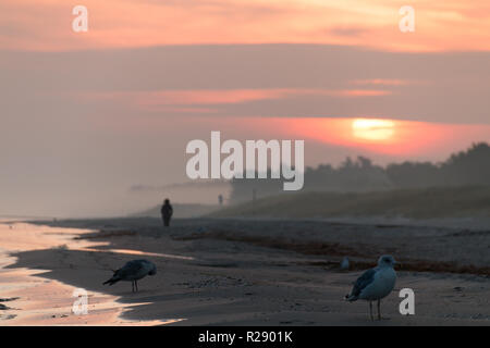 Prerow, Deutschland - Oktober 10, 2018: Möwen am Strand der Ostsee. Im Hintergrund ist ein Jogger, Deutschland. Stockfoto