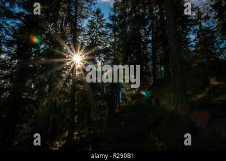 Sonne in der Form eines Stern glänzt durch Bäume erstellen bunte Lense flare Stockfoto