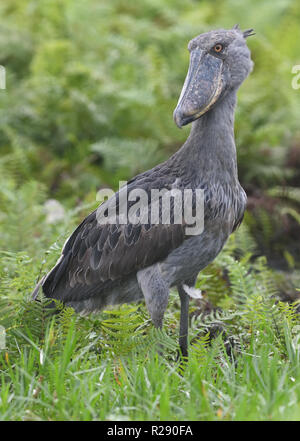 Ein schuhschnabel (Balaeniceps Rex) ruhen unter Vegetation in Mabamba Sumpf,. Mabamba Bay Feuchtgebiete, Wakiso Distrikt, Uganda. Stockfoto