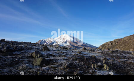 Blick auf das Moor Pflanzen mit den Chimborazo Vulkan im Hintergrund Stockfoto