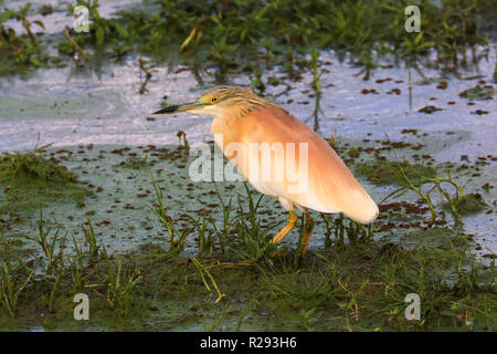 Squacco Heron im Marschland in der Amboseli National Park, kajiado County, Kenia. Stockfoto