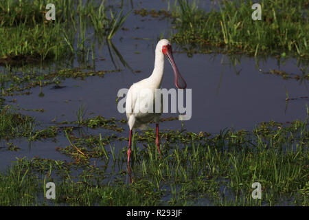 Afrikanische Löffler im Marschland in der Amboseli National Park, kajiado County, Kenia. Stockfoto