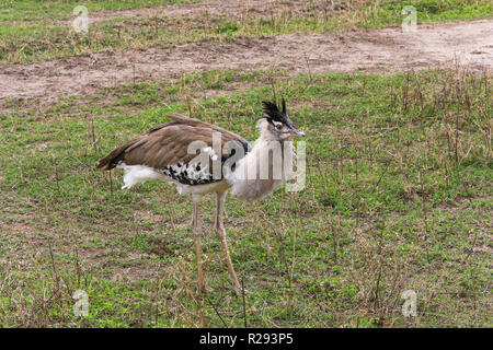 Kori Bustard Vogel in der Ngorongoro Conservation Area, Region Arusha, Tansania. Dies ist der schwerste fliegende Vogel. Stockfoto