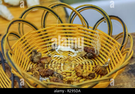 Silkworm Larve in einem Korb, der seidenen Faden von Hand in einer Fabrik in Peking, China Stockfoto