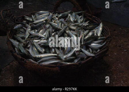 Korb mit frischem Fisch, Chilaw, Sri Lanka Stockfoto