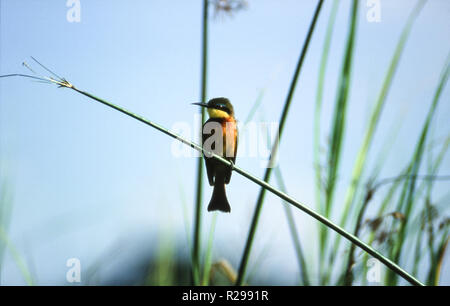 Wenig Bienenfresser (merops Pusillus), Moremi Wildlife Reserve, Ngamiland, Botswana, Afrika Stockfoto