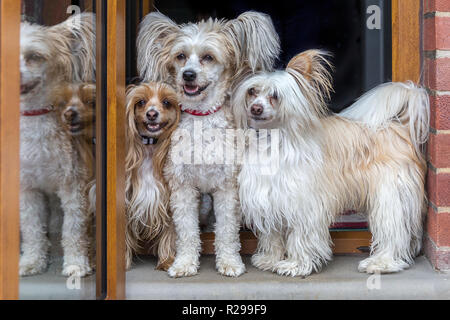 3 Chinese Crested Puderquasten stand in der Tür heraus suchen. Stockfoto