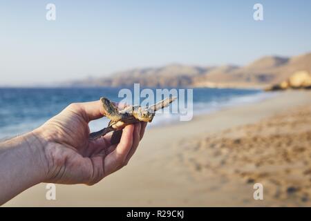 Rettung von Green Turtle. Die menschliche Hand, die neugeborenen Schildkröte und trägt sie ins Meer. Ras Al Jinz, Sultanat von Oman. Stockfoto