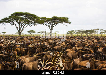 Tansania Ngorongoro Conservation Area Lake Magadi Stockfoto