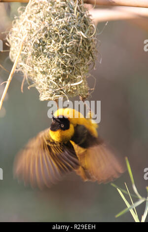 Männliche Weber Vogel sein Nest am unteren Sambesi in Sambia Stockfoto