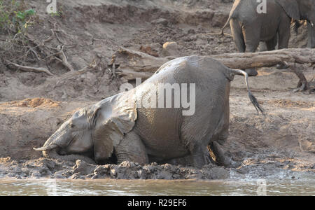 Sambia: Elefanten setzt Schlamm auf seine Haut zum Schutz am unteren Sambesi Fluss Stockfoto