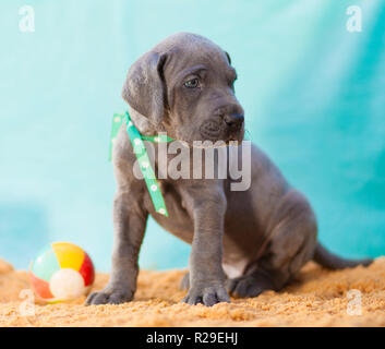 Reinrassige blaue Deutsche Dogge Welpe auf dem Sand mit einer Kugel Stockfoto