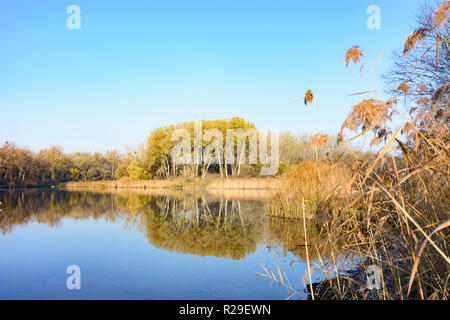 Wien, Wien: altarm Panozzalacke in der Lobau in Danube-Auen National Park, Reed in 22. Donaustadt, Wien, Österreich Stockfoto