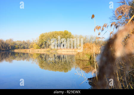 Wien, Wien: altarm Panozzalacke in der Lobau in Danube-Auen National Park, Reed in 22. Donaustadt, Wien, Österreich Stockfoto