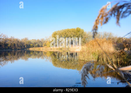 Wien, Wien: altarm Panozzalacke in der Lobau in Danube-Auen National Park, Reed in 22. Donaustadt, Wien, Österreich Stockfoto