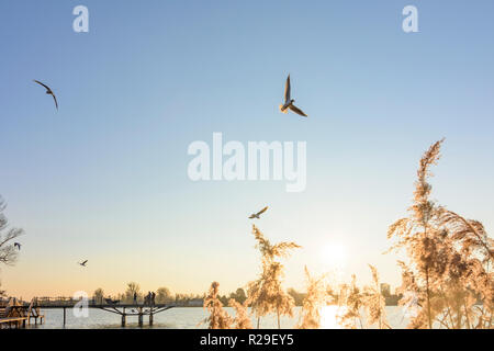 Wien, Wien: altarm Alte Donau (Alte Donau), Leute an der Promenade am Seeufer, fliegende Möwen im 22. Donaustadt, Wien, Österreich Stockfoto